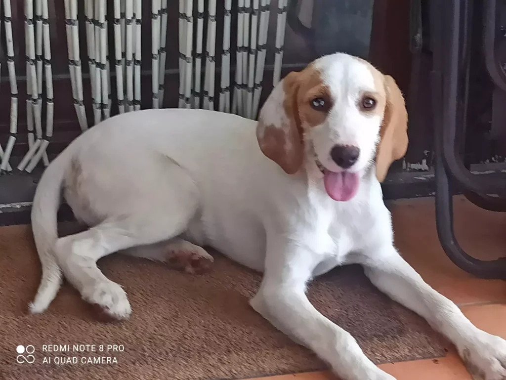 Perro encontrado img
